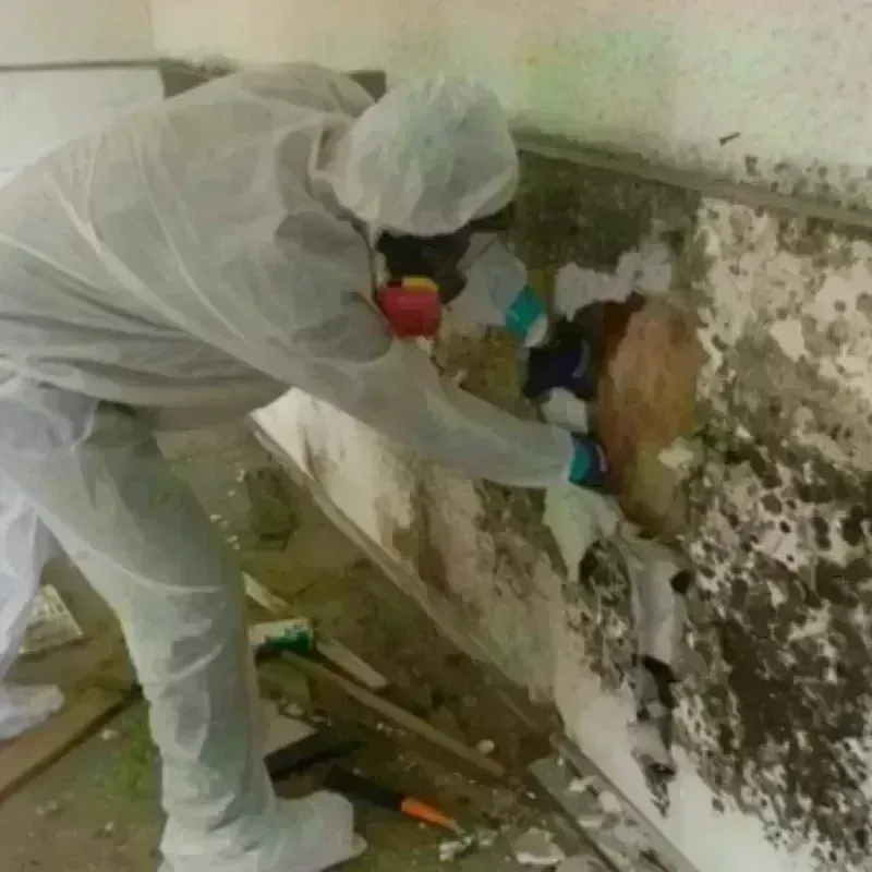 Mold Remediation and Removal in Clayton, MO